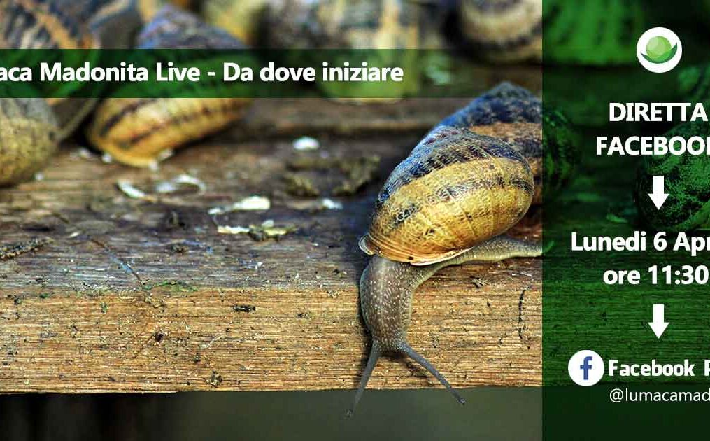 Scelta del terreno – Lumaca Madonita Live