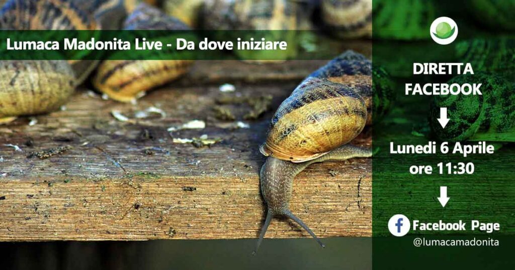 Scelta del terreno – Lumaca Madonita Live