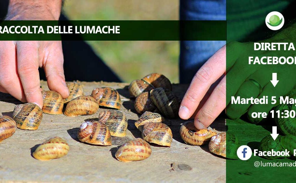 Chef & Maitre – Susanna Fenude : Lumache affumicate, cialda all’aglio e perle delle Madonie