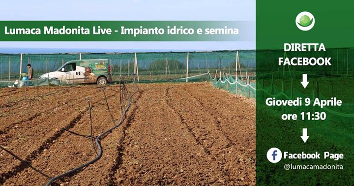 Impianto idrico e semina in allevamento lumache – Lumaca Madonita Live