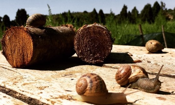 E con l’allevamento modello la lumaca siciliana fa concorrenza all’escargot