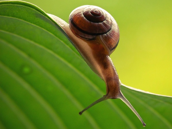 Lumaca Madonita Live | Snail link | gestione digitale allevamento di lumache