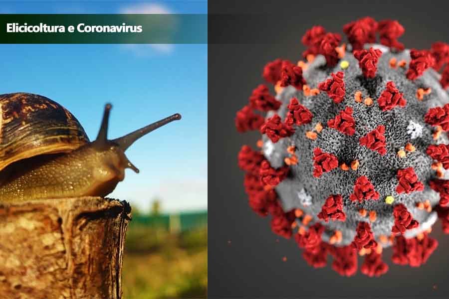 Allevamento lumache e Coronavirus