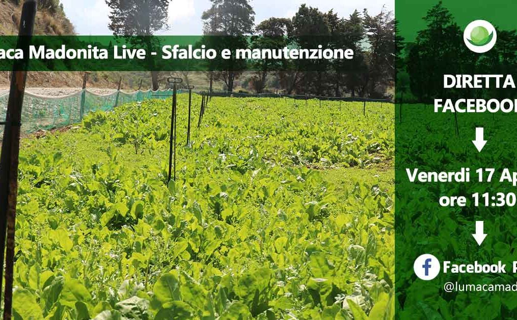 Gestione allevamento di lumache – Lumaca Madonita Live