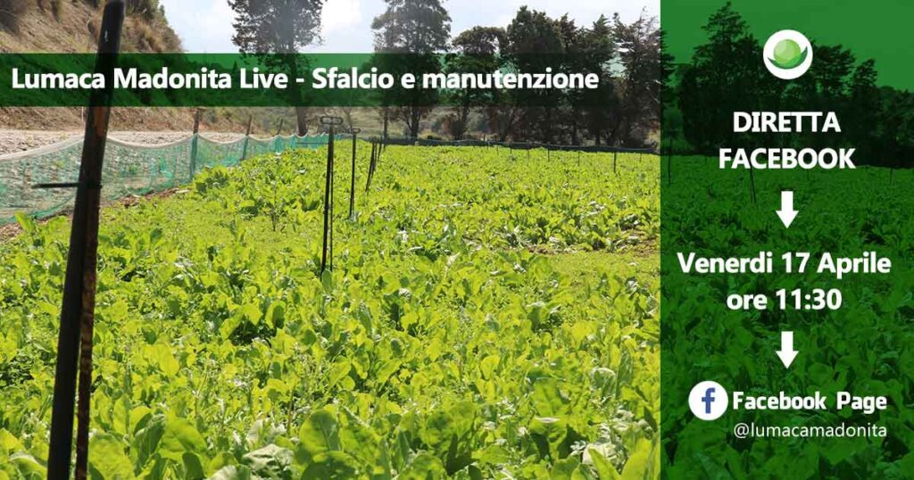 Gestione allevamento di lumache – Lumaca Madonita Live