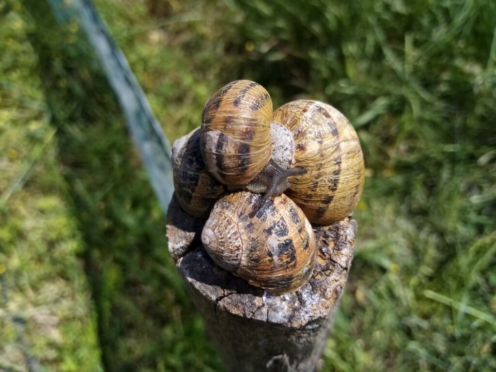 Lumache da riproduzione helix aspersa
