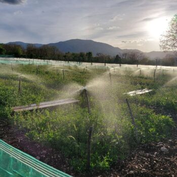 impianto irrigazione per allevamento di lumache
