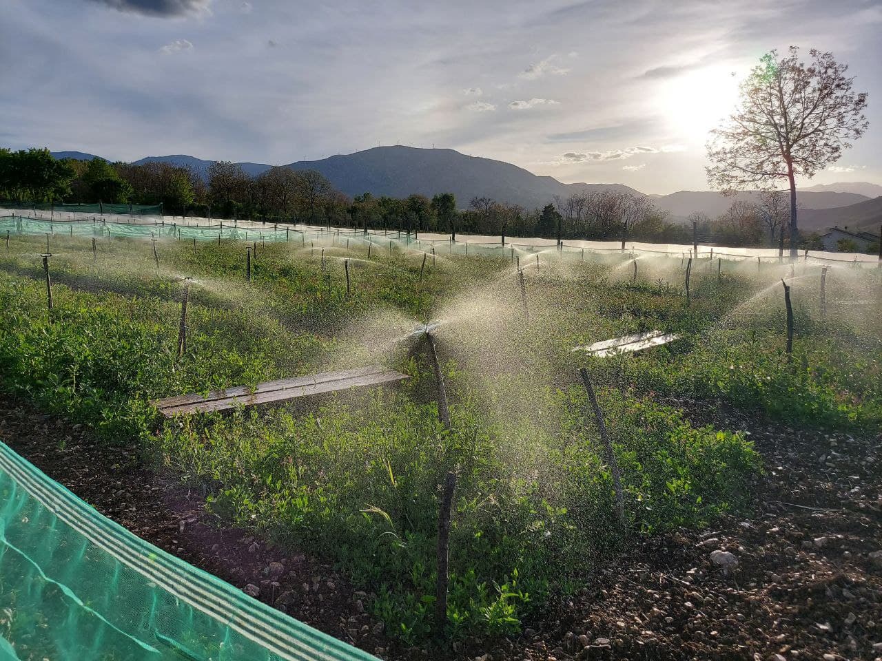 impianto irrigazione per allevamento di lumache