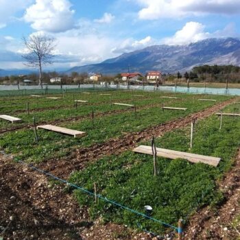allevamento di lumache madonita