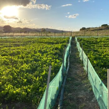 allevamento lumache con il metodo madonita allevamento di lumache in calabria