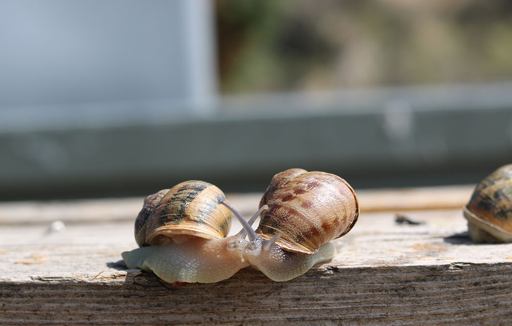 Helix Aspersa – Lumache di terra