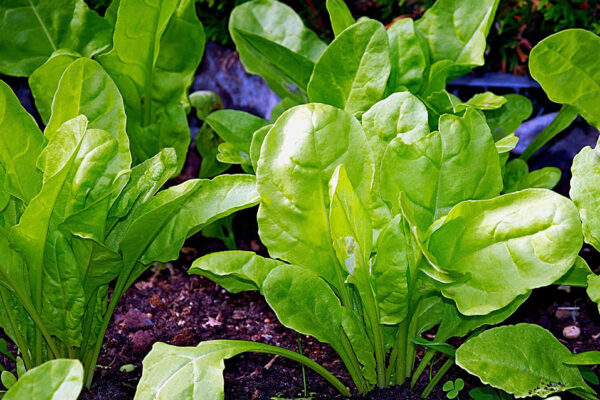 Semi bietola sementi bietola verde semi per allevamento lumache