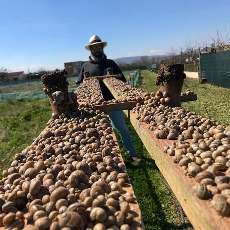 Lumache da gastronomia lumaca lumache lumaca madonita