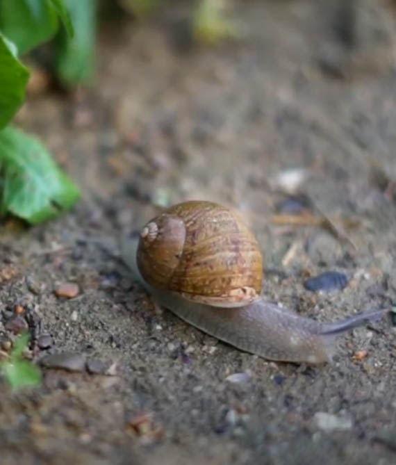 Video metodo madonita diventa un allevatore di lumache