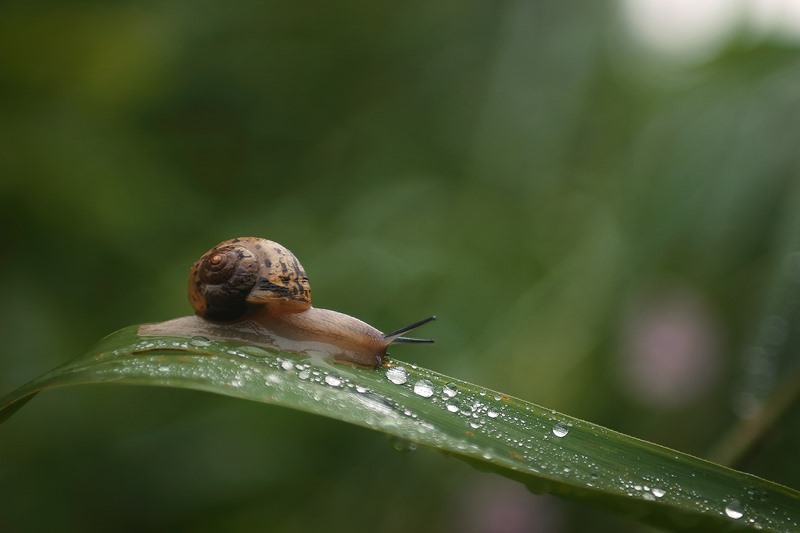 Baby Snails